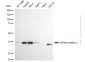 KD-Validated Anti-NFKBIA Mouse Monoclonal Antibody